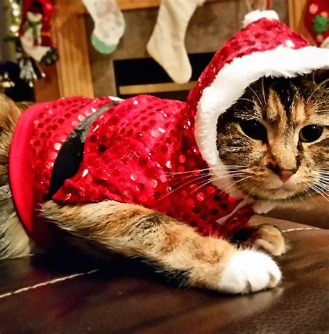 Shudder At These Pictures Of Cats Wearing Ugly Holiday Sweaters Catster