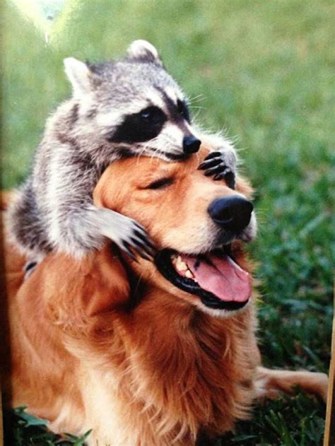 Animal Odd Couples Unlikely Animal Friends Cute Animals