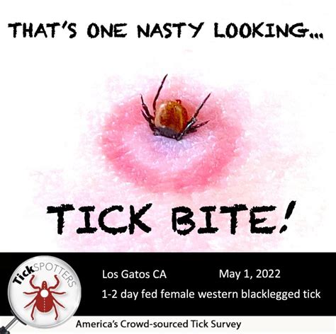 Western Blacklegged Tick Tickencounter