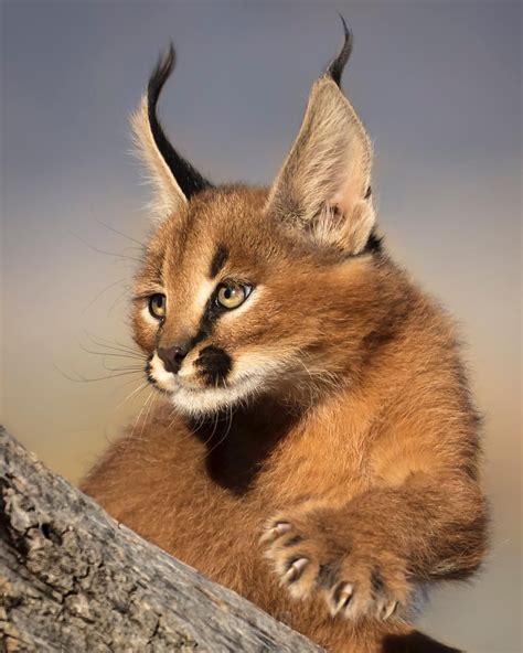 Wow What An Amazing Animal This Caracal Is 📸 Beautiful Picture By Uli