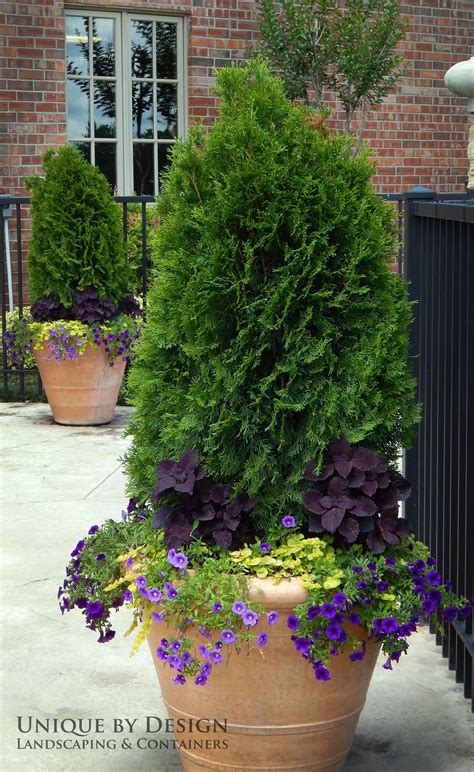 Like The Purple Flowers At The Base Of The Evergreen Container Herb