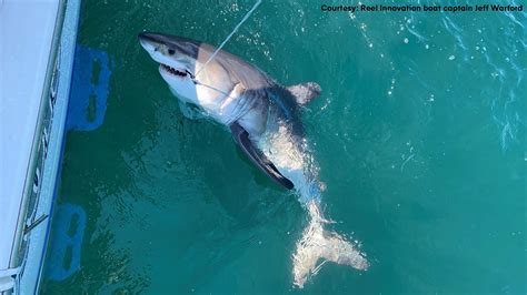 Great White Shark Caught Off Nj Coast By Sport Fishermen Youtube