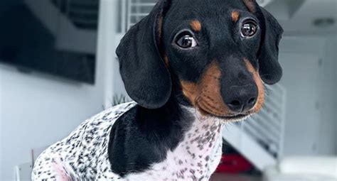 We did not find results for: VER VIDEO VIRAL Perro que "parece tener el cuerpo de una ...