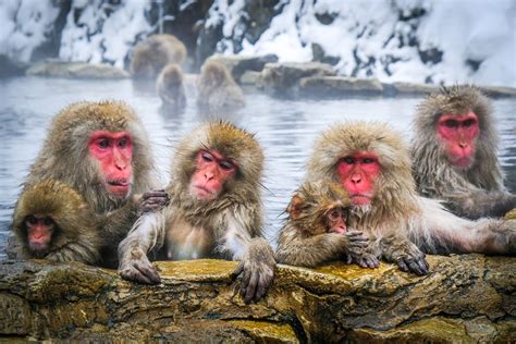 At jigokudani monkey park in hokkaido, japan, you can see snow onsens and monkeys are a ubiquitous part of japanese iconography. Visiting The Snow Monkeys - Jigokudani Snow Monkey Park In ...