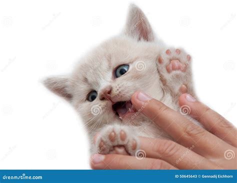 The Hand Holding Kitten Stock Image Image Of Isolated 50645643