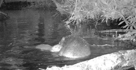 First Baby Beavers Born On Exmoor For 400 Years Natural History Museum