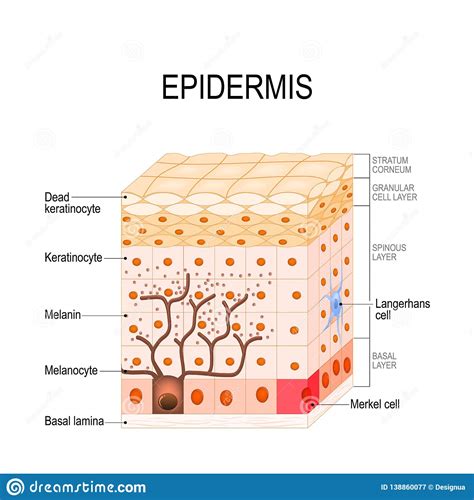 People can have more or less active sebaceous glands, more or less active sweat glands, and may store more or less water in their skin. Layers Skin Stock Illustrations - 699 Layers Skin Stock ...
