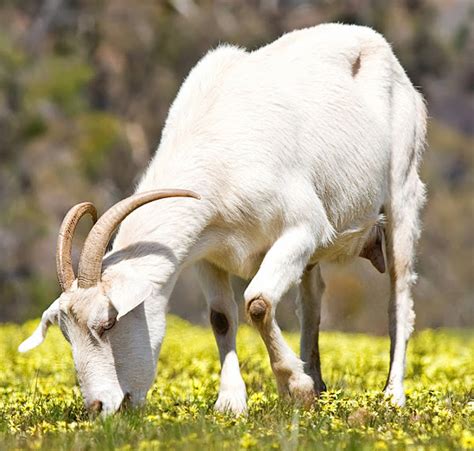 Goat Characteristics Best 22 Fascinating Characteristics