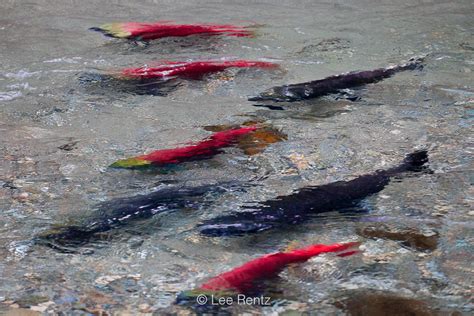 Lee Rentz Photography Chinook And Sockeye Salmon In The Adams River