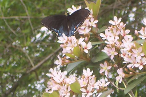 Davy S Louisiana Gardening Blog The Butterflies Are Here