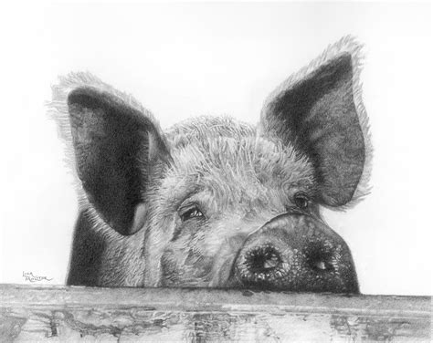 Pig Pencil Drawing Print Pig Print Pig Art Farm Animal Art Etsy
