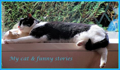 My Cats And Funny Stories Cats On Tuesday