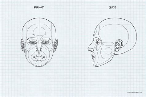 Draw Speak Head Anatomy Proportion And Design