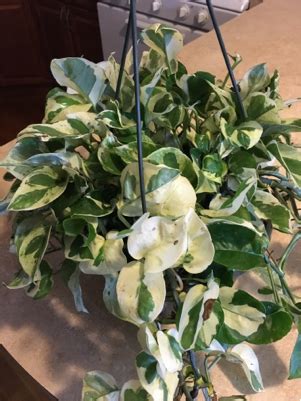 More plants can be obtained in a short time. identification - What is this hanging, green-white plant ...