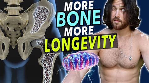 Strong Bones Mitochondria Function And Longevity The Secret Connection