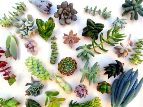 3 Ways To Propagate Succulents World Of Succulents