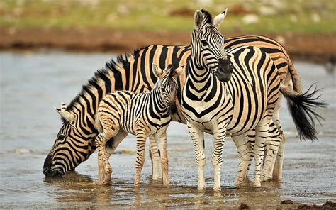 Zebras Zebras Water Animals Animal Hd Wallpaper Peakpx