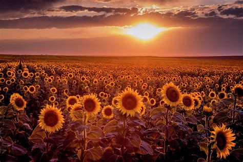 Dramatic Sunset Of Sunflower Fields Photograph By Teri