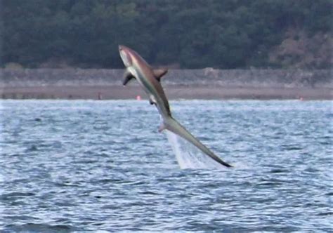 Three Metre Long Shark Filmed Jumping Out Of The Sea Cornwall Live