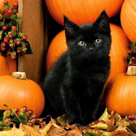 Cute Black Cat Halloween Wallpaper 2022 Get Halloween 2022 Update