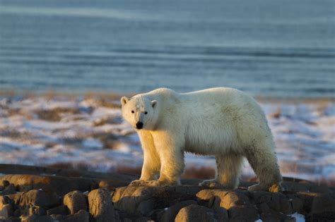 Three Churchill Polar Bear Scares Churchill Polar Bears