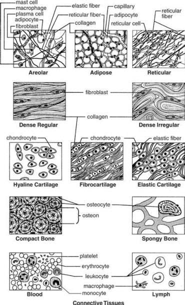 Body Tissues Worksheet Answers in 2020 (With images) | Teaching biology
