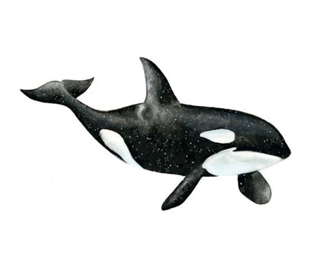 Whale Art Whale Print Orca Print Whale Ts Sea Life Art Etsy