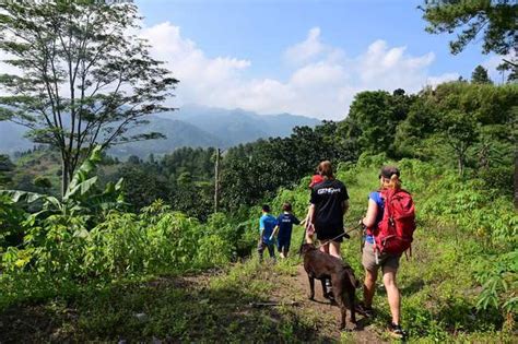 Tips what to do with dog in Jakarta – Expats Life in Indonesia