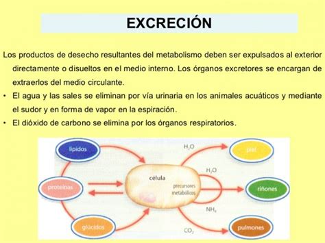 Cuadros Sinópticos Sobre Excreción Cuadro Comparativo