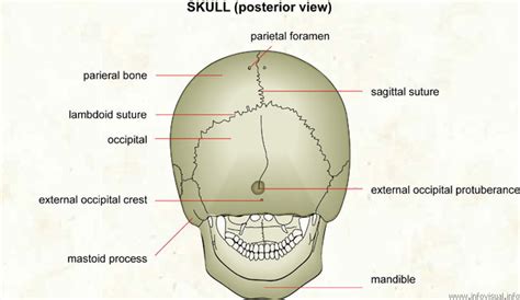 Skeletal System Diagrams