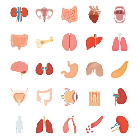 Organs Set Icons In Cartoon Style Big Collection Of Organs Vector