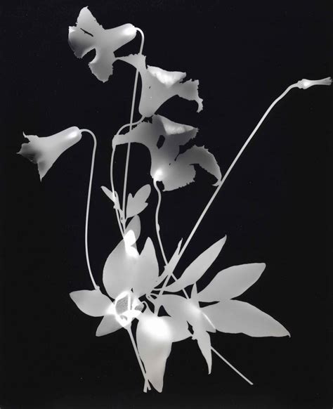 September Exhibit Photograms By Anne Wetzel Northeast Harbor Library