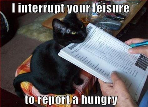 Report A Hungry Cat Cats Know Your Meme