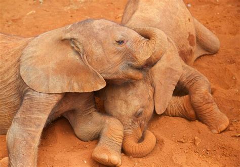 10 Photos Of Orphaned Elephants That Will Make You Care About Wildlife