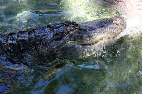 Do Gators Wear Goggles Reid Park Zoo