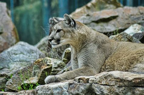 The Wildlife Of Zion National Park Animals Network