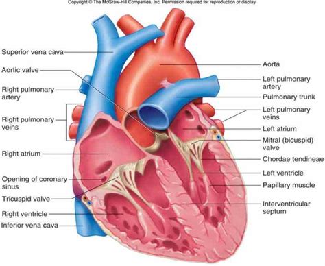 Human Arteries And Veins Of The Heart
