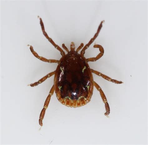 Maryland Biodiversity View Thumbnails Lone Star Tick Amblyomma