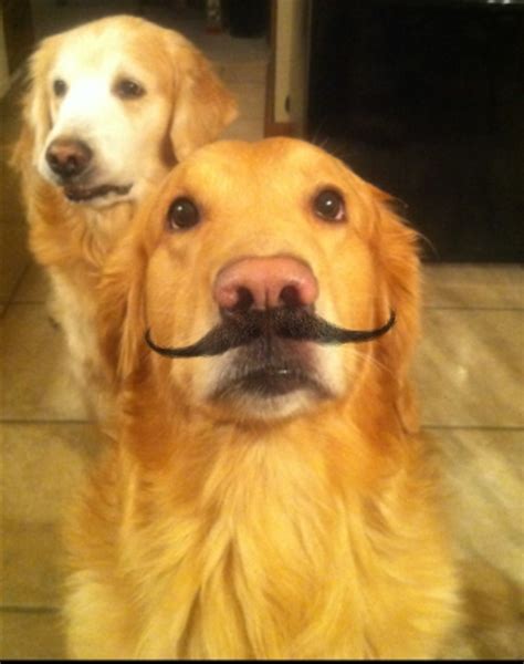 I Mustache You A Question But Ill Shave It For Later Golden