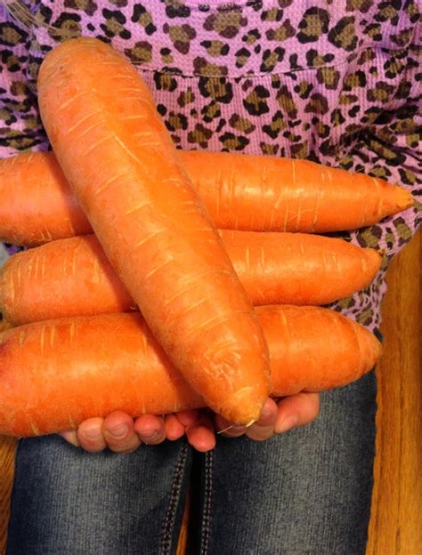 17 Best Images About What A Harvest On Pinterest Carrots Cabbages And The Giants