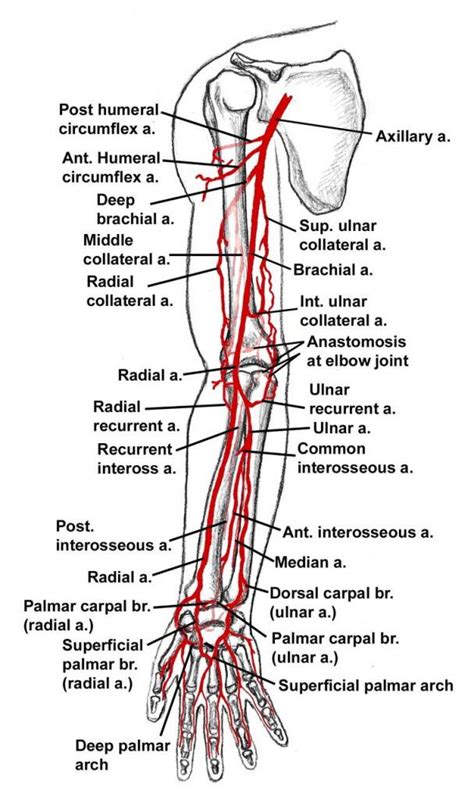 Arteries Diagram Arm Major Nerves Arteries Upper Arm Showing Stock