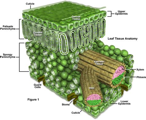 Cell Structure And Organisation Plant Tissues