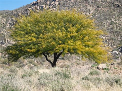 Mesquite Trees Arizona Which Varieties To Grow Gfl Outdoors