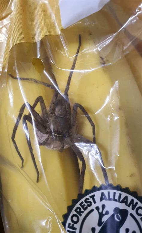 Shopper Shocked After Finding Huntsman Spider In Tesco Bananas