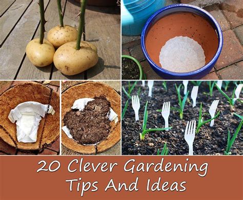 20 Clever Gardening Tips And Ideas Home And Gardening Ideas