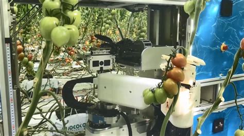 Ai Equipped Tomato Harvesting Robots To Farms May Help To Create Jobs