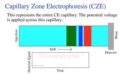 Capillary Zone Electrophoresis Andrew Maloney Openwetware