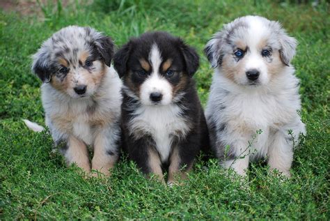 77 Border Collie Australian Shepherd Mix Puppies For Sale In