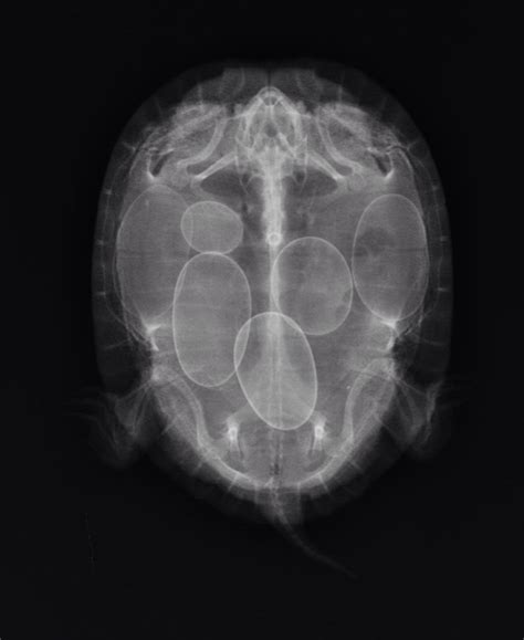 I xrayed a steel wrench at work once when it was slow. X-ray of a turtle with eggs. : mildlyinteresting
