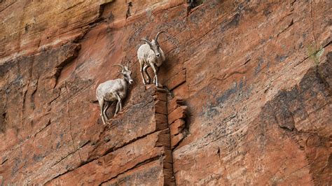 Wallpaper Rocks Ibex Rock Climbing Rock Formation Canyon Zion